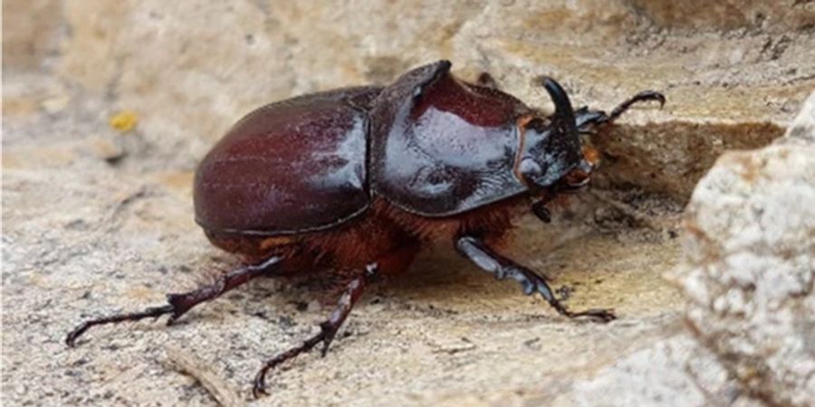 Nashornkäfer
