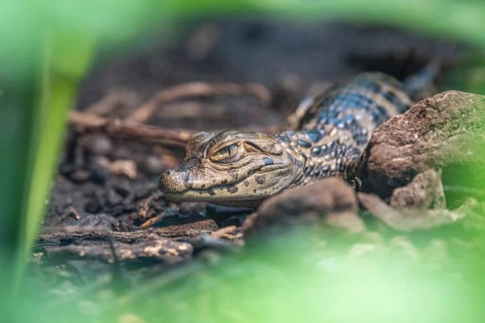 Das kleine Krokodil zeigt präsentiert sich den Gästen des Zoos. Kroki