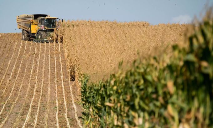 Ein Häcksler bearbeitet ein Maisfeld. Landwirtschaft Sortenvielfalt