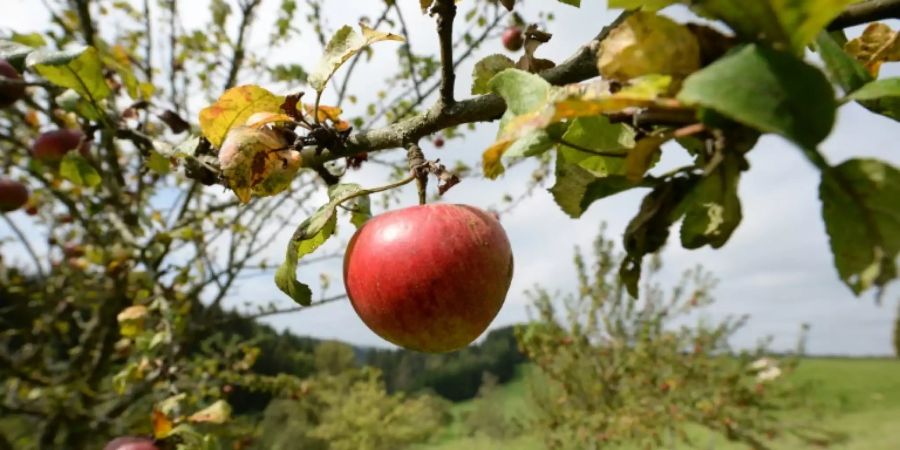 Streuobstwiese mit Äpfeln in Baden-Württemberg