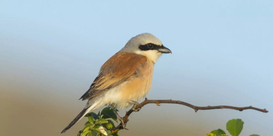 Der Neuntöter ist Vogel des Jahres 2020. Mit seiner schwarzen Piratenbinde, dem grauen Kopf und dem rostroten Rücken ist er gut zu erkennen.