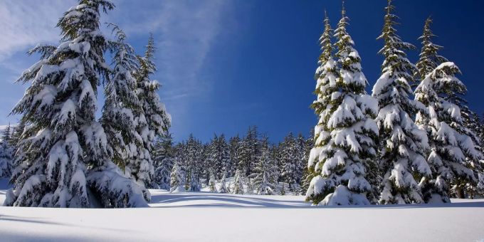 Schneebedeckte Bäume bei sonnigem Wetter. (Symbolbild) Schnee Wald Sonne