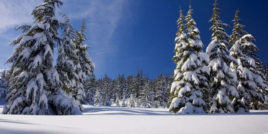 Schnee Wald Sonne