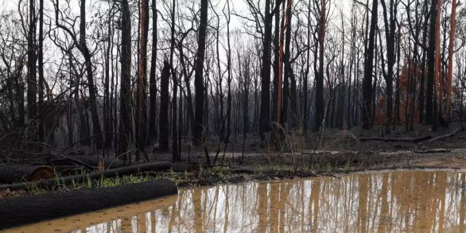 Lange ersehnt: Eine grosse Regenpfütze hat sich im abgebrannten Buschland im australischen Bundesstaat Bundesstaat New South Wales gebildet. Foto: Dan Himbrechts/AAP/dpa Lange ersehnt: Eine grosse Regenpfütze hat sich im abgebrannten Buschland im australischen Bundesstaat Bundesstaat New South Wales gebildet. Foto: Dan Himbrechts/AAP/dpa