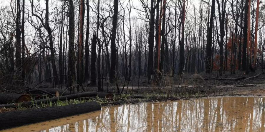 Lange ersehnt: Eine grosse Regenpfütze hat sich im abgebrannten Buschland im australischen Bundesstaat Bundesstaat New South Wales gebildet. Foto: Dan Himbrechts/AAP/dpa