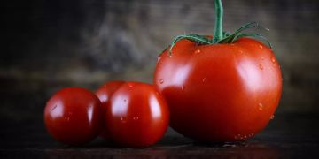 tomatenvirus