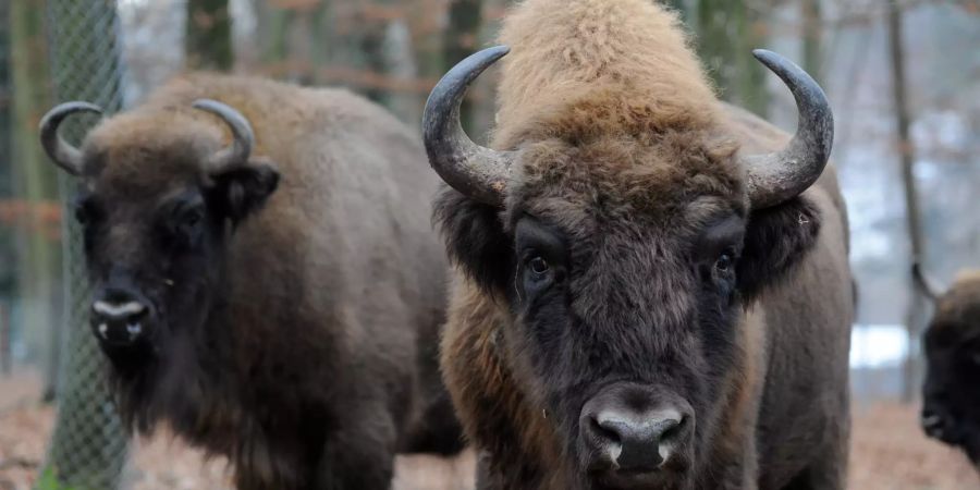 tierpark bern, dählhölzli + bärenpark