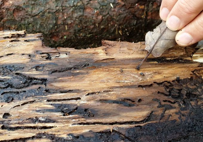 Borkenkäfer zerstören insbesondere das Holz der Rottannen. Borkenkäfer