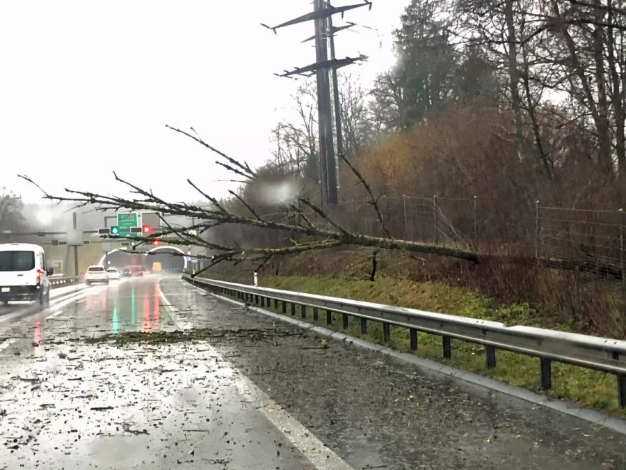 Baum Ebikon Autobahn Sturm