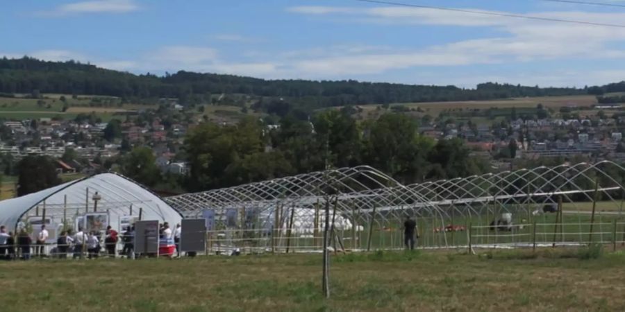 folientunnel