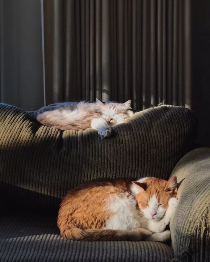 Auf dem Sofa schläft es sich besonders gemütlich. Zwei Katzen.
