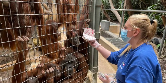 Tierpflegerin Doris Heimgartner macht bei den Sumatra-Orang-Utans einen Abrieb für eine Geruchsprobe. Zürich
