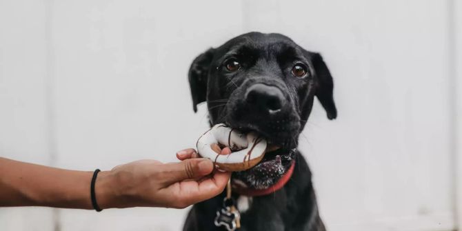 Hund frisst Donut