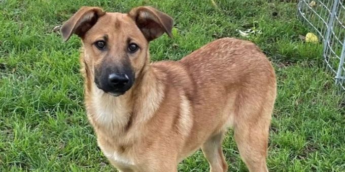 Mia würde in ihrem neuen Zuhause gerne in die Hundeschule. Tierheim Strubeli Tier des Monats