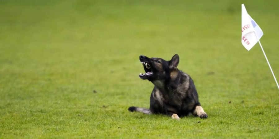 Ein neun Monate alter Schäferhund hat im Kanton Schaffhausen ein 9-jähriges Mädchen schwer verletzt. (Symbolbild)