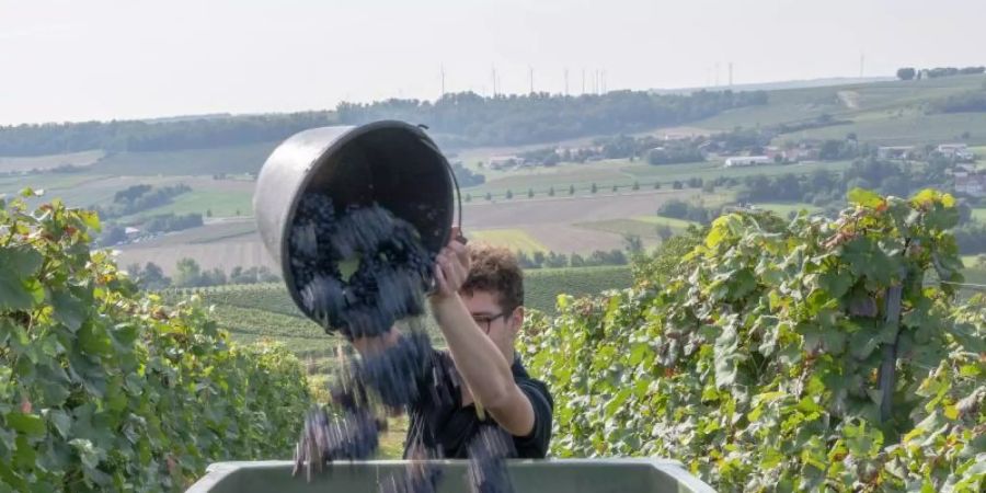 Ein Erntehelfer im Weingut Braunewell im rheinhessischen Essenheim schüttet einen Eimer mit Spätburgundertrauben in eine Lesebox. Foto: Peter Zschunke/dpa