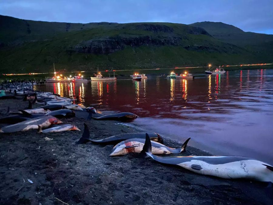 Das Wasser der Bucht ist vom Blut rot gefärbt, die getöteten Delfine liegen am Strand.