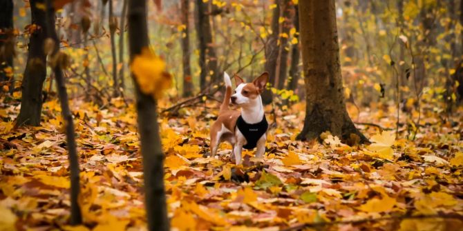 Hund Herbst