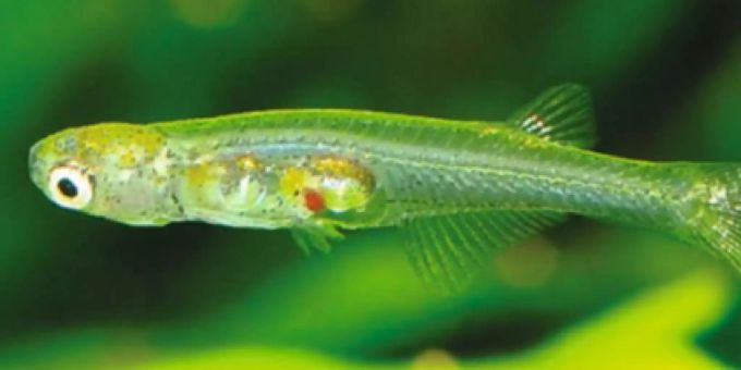 Die von einem Berner Wissenschaftler neu entdeckte Fischart Danionella Cerebrum. Fisch Forschung