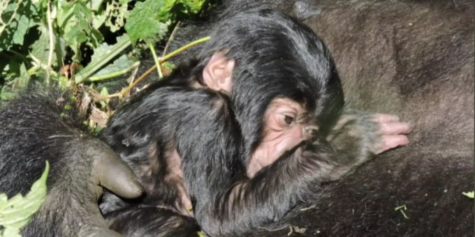 Im Nationalpark Virunga wurde ein Berggorilla geboren. nationalpark virunga