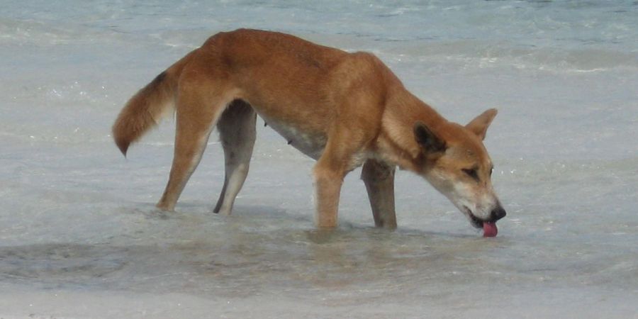 Immer wieder kommt es zu Zwischenfällen mit Dingos.