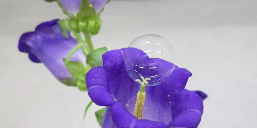 Blüte wird durch Seifenblase bestäubt