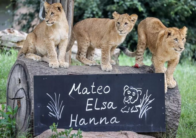 Die drei knapp sechs Monate alten kleinen Löwen Hanna (l-r), Elsa und Mateo sind nach ihrer Taufe auf einen Baumstamm hinter ihrer Namenstafel geklettert. Leipziger Löwenbabys getauft