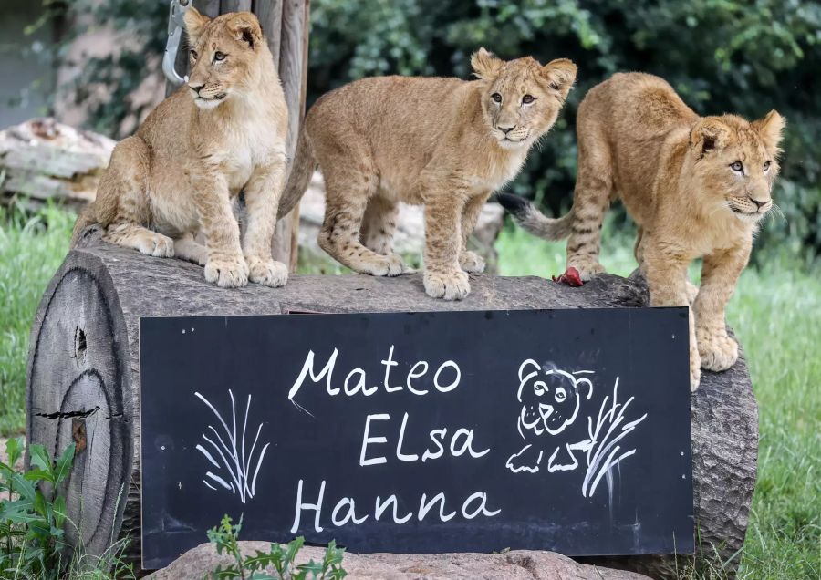 Leipziger Löwenbabys getauft