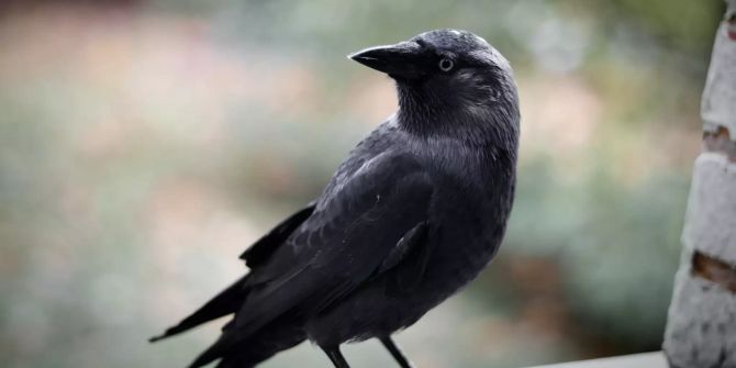 Rabenvogel