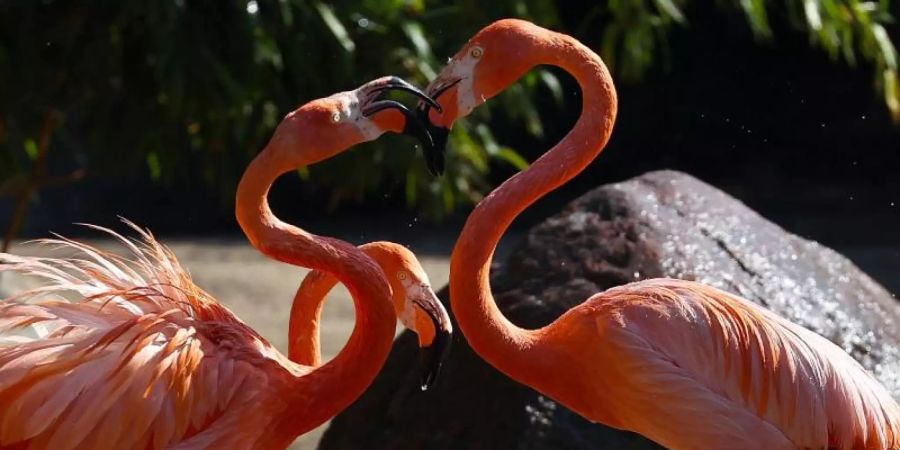 Die Flamingos bei Hagenbeck geniessen das kühle Nass. Foto: Christian Charisius/dpa