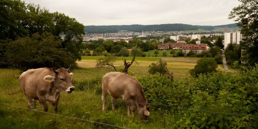 Wiese Dietikon Kühe