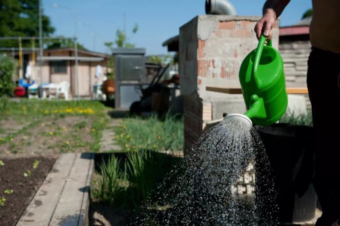 Ein Mann giesst die Pflanzen in seinem Garten. (Symbolbild) Garten giessen Wasser
