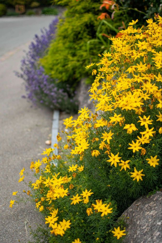 Gelbe Polsterblumen in Dintikon.