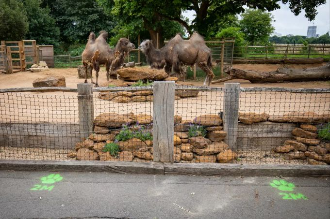 Markierungen zur Einhaltung des Mindestabstandes als Massnahme gegen die Corona-Pandemie sind vor dem Kamel-Gehege im Zoo von London auf den Boden gemalt. Der Zoo hat Vorbereitungen getroffen, um in der nächsten Woche wiederzueröffnen. Coronavirus - Grossbritannien