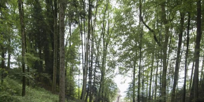 Der Luzerner Gütschwald. Luzerner Gütschwald