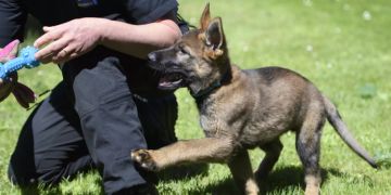 Chur Autoschlüssel Polizeihund
