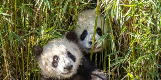 Pit und Paule im Bambus Pit und Paule im Bambus