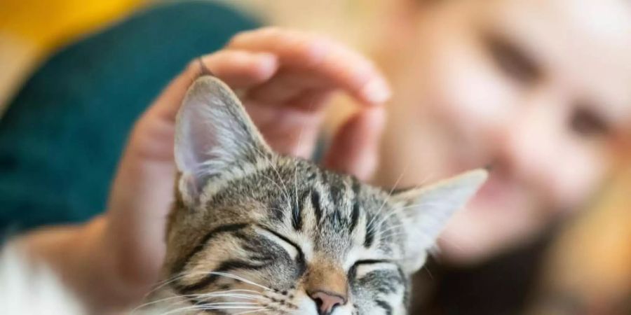 So manche Katze fühlt sich in Gesellschaft wohler als allein. Das zeigt eine Studie der brasilianischen Universidade Federal de Juiz de Fora. Foto: Franziska Gabbert/dpa-tmn/dpa