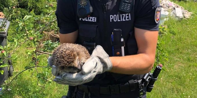 Dieser Igel wurde aus einer Halterung befreit. Igel Lübeck