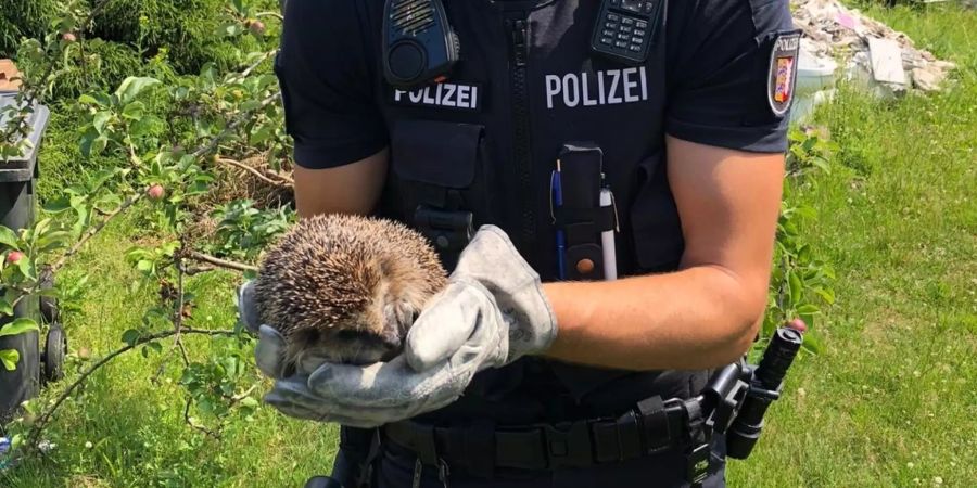 Igel Lübeck