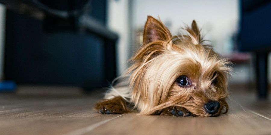 Yorkshire-Terrier