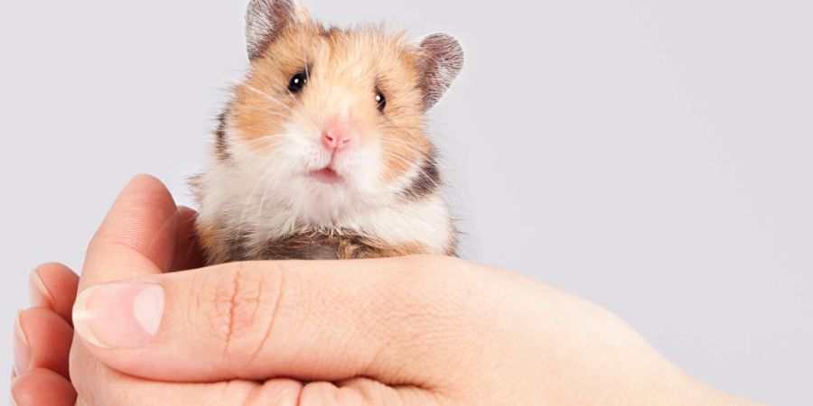 Person hält Hamster in der Hand.