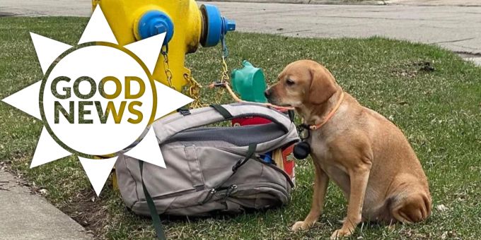 «Baby Girl» - Ausgesetzter Hund bekommt neues Zuhause