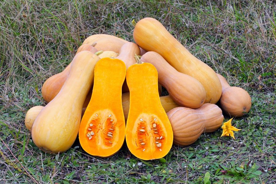 Butternut, Kürbis