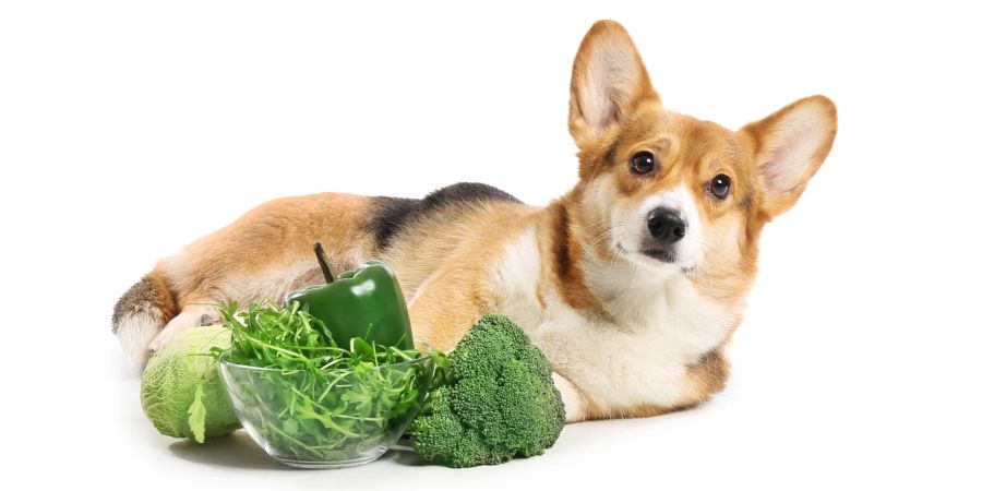 Gemüse Hund
