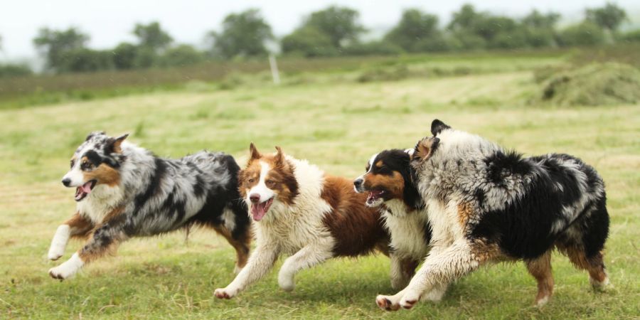 Australian Shepherd