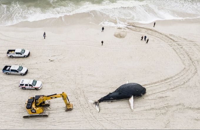 Notfall-Teams versuchen zu eruieren, was sie mit dem Kadaver eines Buckelwals tun sollen, der am Lido Beach von New York angespült wurde. A, 30. Januar 2023. Buckelwal New York