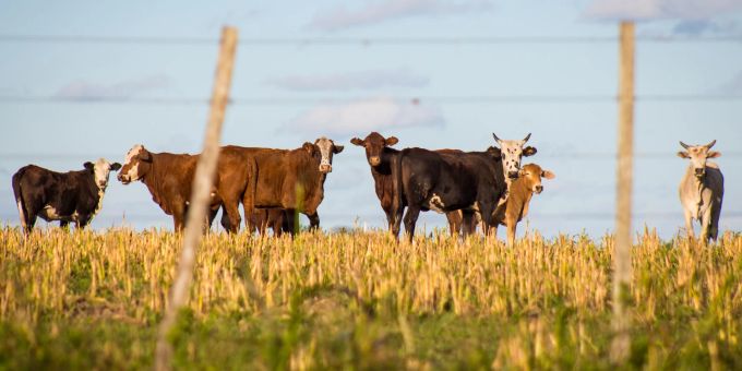 In der vergangenen Woche wurden ein Kalb und ein Rind in der Schweiz positiv auf EHD getestet. Scheinbar handelte es sich allerdings um falsch-positive Tests. (Symbolbild) ehd schweiz