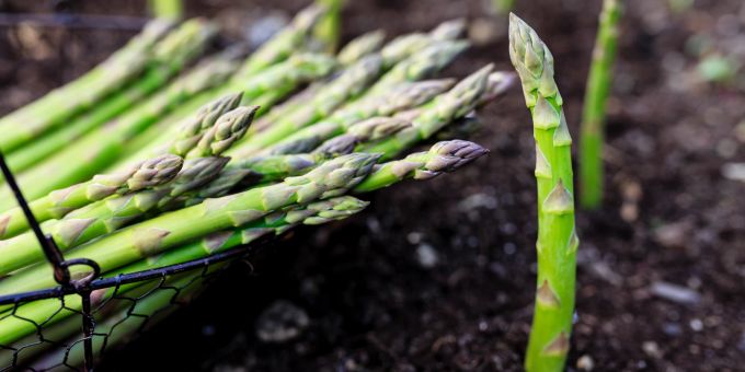 Hoffen auf Wärme - Schweizer Spargelbauern beginnen die Ernte