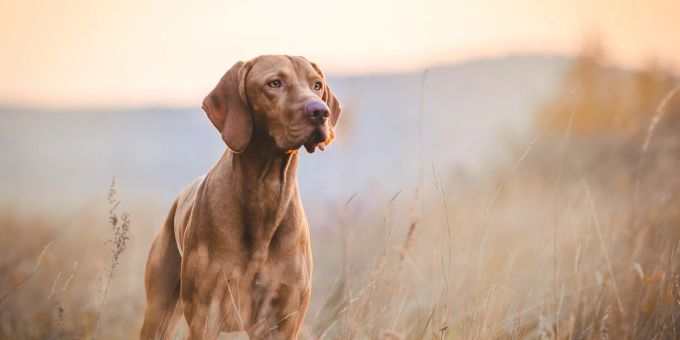 Hunde verfügen über ein aussergewöhnlich gutes Hörvermögen. Hund zwischen Gräsern